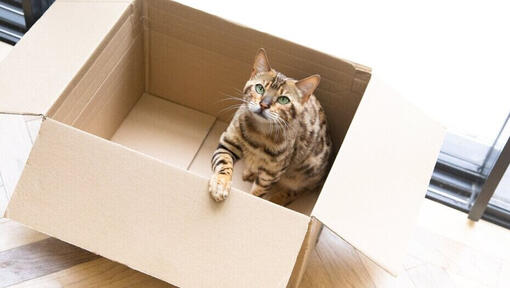 Cats like boxes best sale